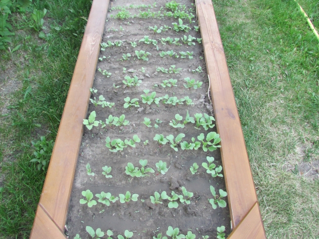 Decorative Garden Beds