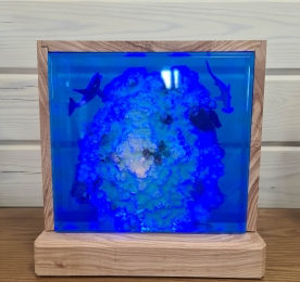 LAMP CORAL
