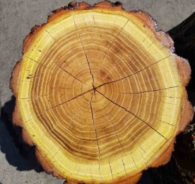 Пеньок із клеймом